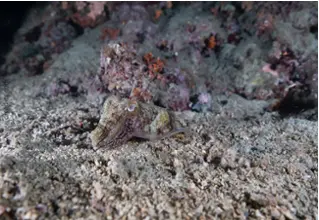 divedict_foto_picture_biolexicon_mediterranean_mollus_cephalopods_sepia_officinalis_commune_cutting_croatia_diving_snorkeling_underwater