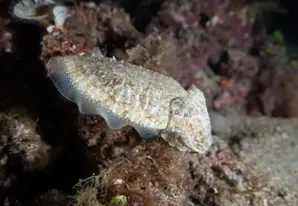 European common cuttlefish