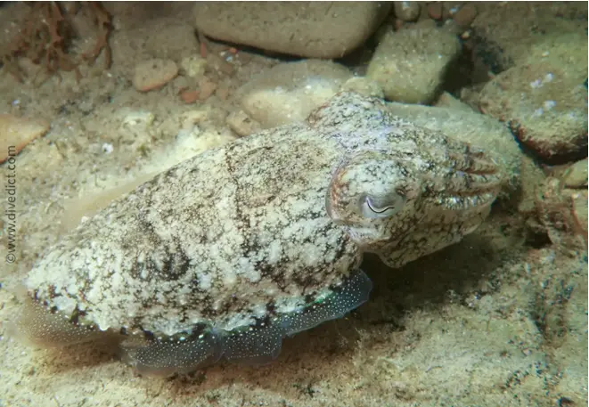 divedict_foto_pictures_biolexicon_Mediterranean_mollus_cephalopods_sepia_officinalis_commune_cutting_Croatia_Spain_Italy_Greece_France_diving_snorkeling