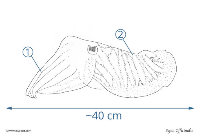 illustration_sepia_officinalis_divedict_biolexicon