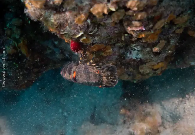 divedict_foto_picture_biolexicon_mediterranean_crustacean_small_bear cancer_scyllarus_arctus_diving_Croatia_snorkeling