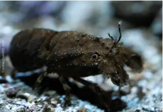 divedict_foto_picture_biolexicon_Mediterranean_crustacean_small_bear cancer_scyllarus_arctus_diving_Croatia