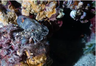 divedict_foto_pictures_biolexicon_Mediterranean_crustacean_small_bear cancer_scyllarus_arctus