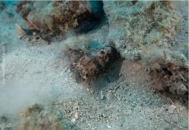 divedict_fotos_picture_biolexicon_Mediterranean_crustacean_small_bear cancer_scyllarus_arctus_Spain_France_diving_Croatia