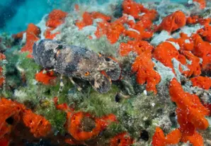 Small European locust lobster