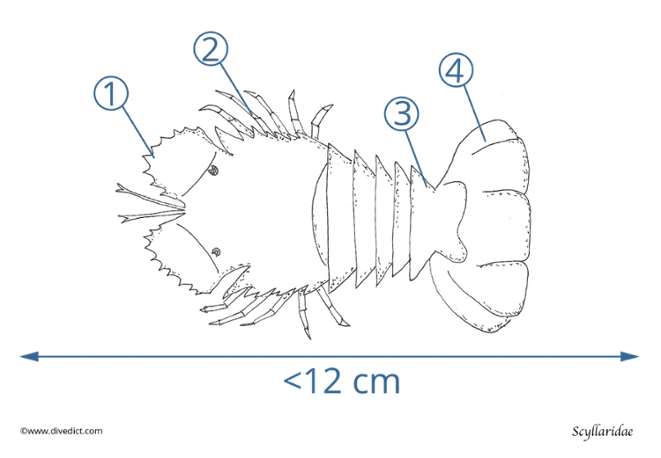 illustration_scyllaridae_divedict_biolexicon