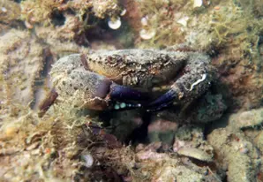 Yellow shore crab