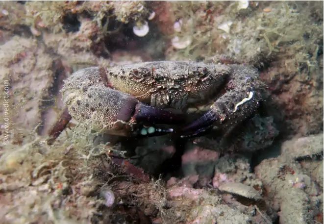 divedict_foto_picture_biolexicon_Mediterranean_crustacean_cancer_eriphia_verrucasa_italian_pocket cancer_spanien_rocks_Croatia