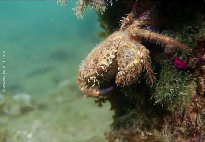 divedict_foto_picture_biolexicon_mediterranean_crustacean_cancer_eriphia_verrucasa_italian_pocket crab_diving_Croatia_brown_soft