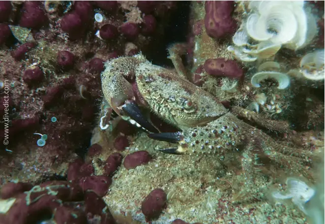 divedict_foto_picture_biolexicon_mediterranean_crustacean_cancer_eriphia_verrucasa_italian_pocket crab_diving_Croatia_snorkeling
