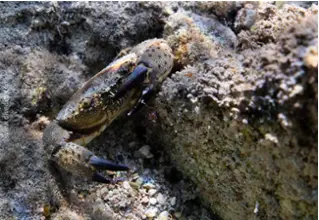 DiveDict_foto_picture_biolexicon_Mediterranean_crustacean_cancer_eriphia_verrucasa_italian_pocket crab_diving_Croatia