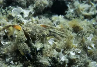 DiveDict_foto_picture_biolexicon_Mediterranean_crustacean_cancer_eriphia_verrucasa_italian_pocket crabs_Unterwasser_Kroatien