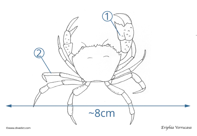 illustration_eriphia_verrucosa_divedict_biolexicon