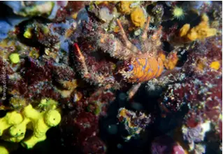 divedict_foto_image_biolexicon_Mediterranean_crustacean_cancer_galathea_strigosa_bluestripes_springkrebs_Spain_Italy_France_Croatia