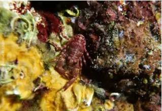 DiveDict_foto_image_biolexicon_Mediterranean_crustacean_cancer_galathea_strigosa_blues_springkrebs_Spain_Italy_Greece_France_diving_Croatia_blue_red