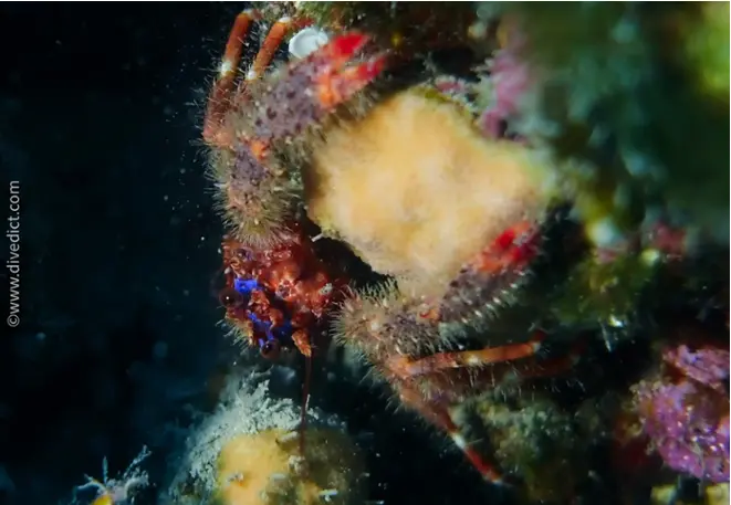 divedict_fotos_image_biolexicon_Mediterranean_crustacean_cancer_galathea_strigosa_blues_springkrebs_Spain_Italy_Greece_France_Croatia