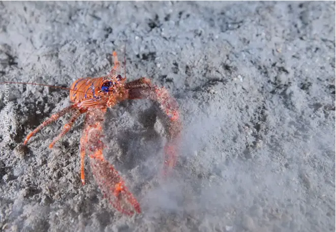 divedict_fotos_picture_biolexicon_Mediterranean_crustacean_crabs_galathea_strigosa_blues_springkrebs_Spain_Italy_Greece_France_diving_Croatia