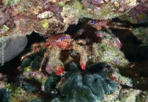 Blue striped jumping crab