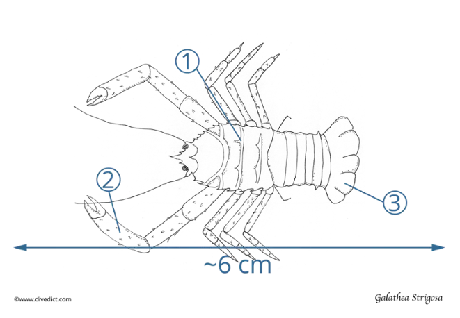 illustration_galathea_strigosa_divedict_biolexicon