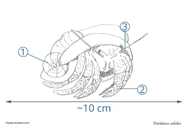 Dardanus_calidus_grosser_red_hermit crabs_divedict_diving_diving_mediterranean_Mediterranean