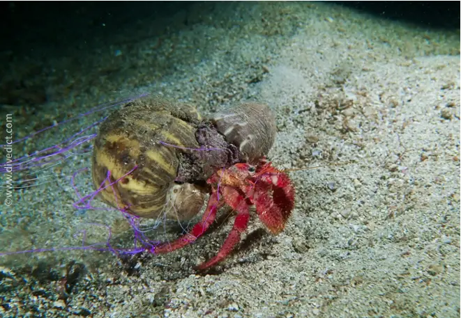divedict_foto_image_biolexicon_mediterranean_crustacean_hermit crabs_dardanus_calidus_grosser_red_hermit crebs_spanien_Italy_Greece_France_diving_Croatia