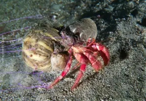 Hermit crab