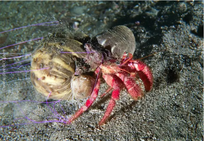 divedict_fotos_picture_biolexicon_Mediterranean_crustacean_hermit crabs_dardanus_calidus_grosser_red_hermit crebs_Spain_Italy_Greece_France_diving_Croatia