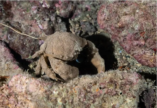 DiveDict_Foto_Bild_Biolexikon_Mittelmeer_Krebstiere_dromia_personata_wollkrabbe_Spanien_Italien_Griechenland_Frankreich_Kroatien