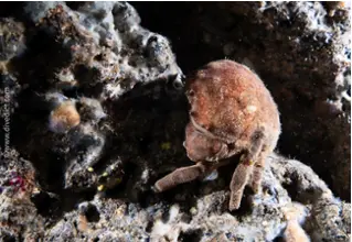 DiveDict_Foto_Bild_Biolexikon_Mittelmeer_Krebstiere_dromia_personata_wollkrabbe_Spanien_Italien_Griechenland_Frankreich_tauchen_Kroatien_Hoele