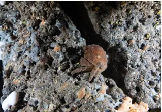 DiveDict_Fotos_Bild_Biolexikon_Mittelmeer_Krebstiere_dromia_personata_wollkrabbe_Spanien_Italien_Griechenland_Frankreich_tauchen_Kroatien