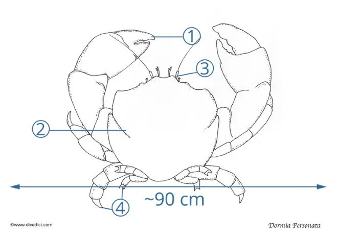 illustration_Dormia_Personata_Wollkrabbe_biolexikon_biolexicon_Mittelmeer_mediterranean