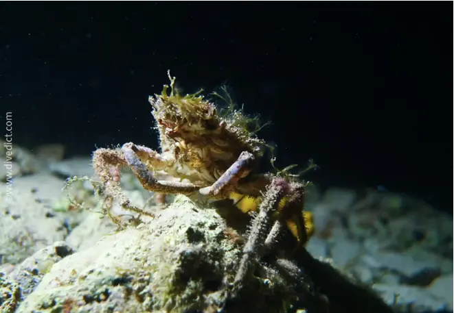 DiveDict_foto_image_biolexicon_Mediterranean_crustacean_cancer_maja_sp_Seespinne_Spain_Italy_Greece_France_Croatia