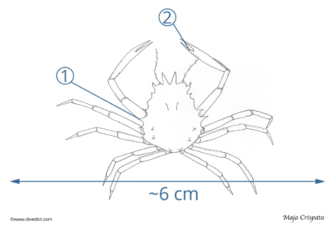illustration_maja_crispata_divedict_biolexicon