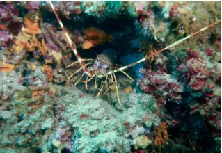 DiveDict_Foto_Bild_Biolexikon_Mittelmeer_Krebstiere_palinurus_elephas_europaeische_languste_Spanien_Italien_Griechenland_Frankreich__Kroatien
