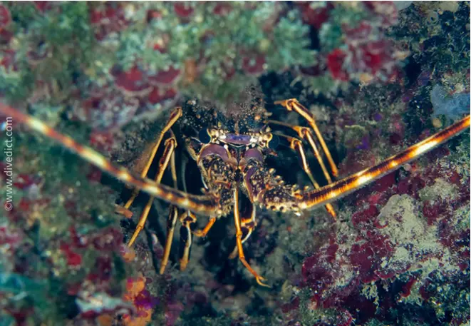 europaeische_languste_palinurus_elephas_diving_tauchen_mittelmeer_mediterranean-36