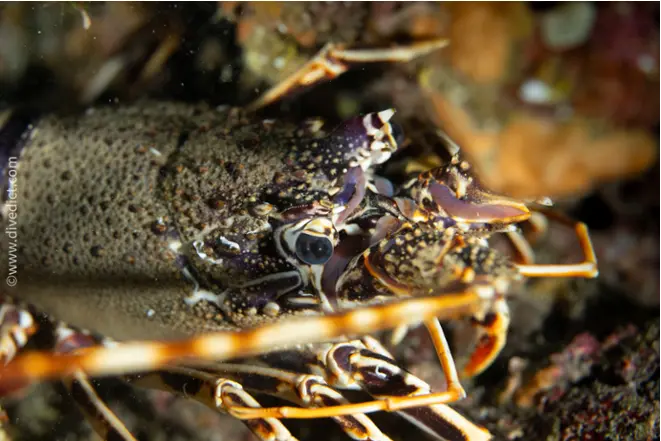 europaeische_languste_palinurus_elephas_diving_tauchen_mittelmeer_mediterranean-37