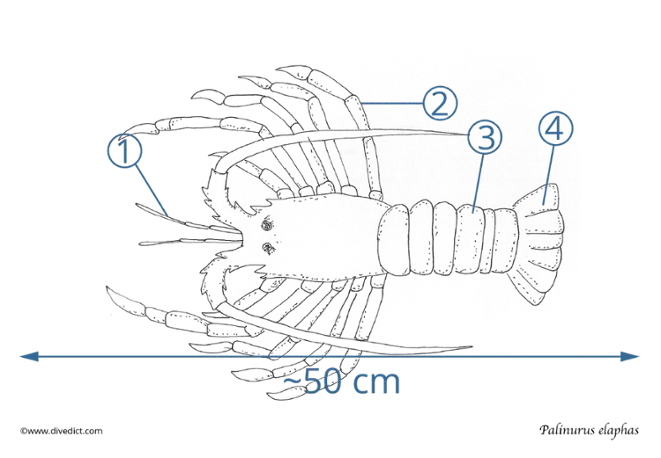 illustration_Palinurus elaphas_DiveDict_biolexikon