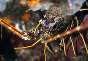 Europäische Languste