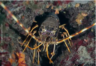 VB_europaeische_languste_palinurus_elephas_diving_tauchen_mittelmeer_mediterranean