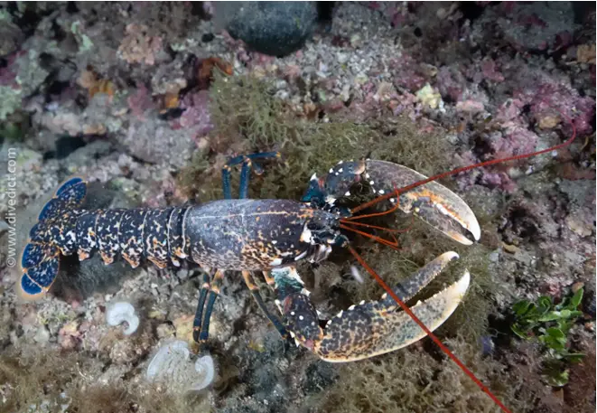 DiveDict_Foto_Bild_Biolexikon_Mittelmeer_Krebstiere_homarus_gammarus_Europaeischer_Hummer_Spanien_Italien_Griechenland_Frankreich_tauchen_Kroatien_blau
