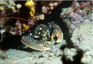 DiveDict_Foto_Bild_Biolexikon_Mittelmeer_Krebstiere_homarus_gammarus_Europaeischer_Hummer_Spanien_Italien_Griechenland_Frankreich_tauchen_Kroatien
