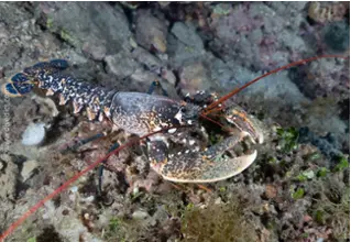DiveDict_Foto_Bild_Biolexikon_Mittelmeer_Krebstiere_homarus_gammarus_Europaeischer_Hummer_Spanien_Italien_Griechenland_Frankreichn_Kroatien