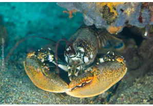 Europäischer Hummer 