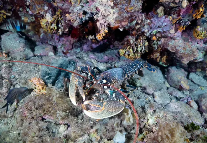 homarus_gammarus_europaeischer_hummer3-2 Kopie