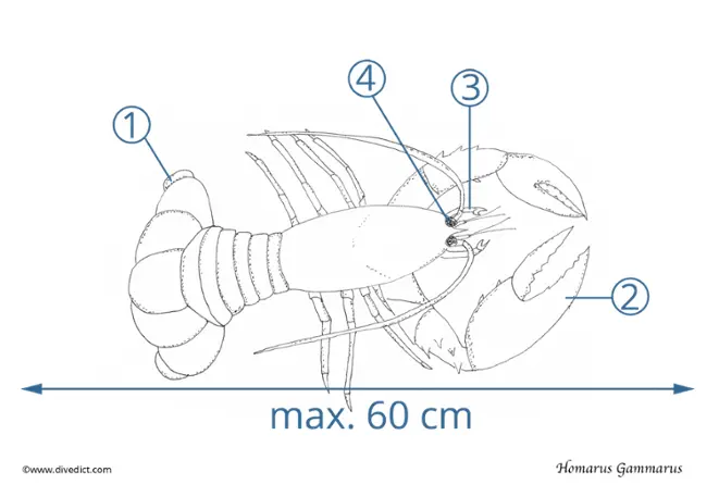 homarus-gammarus_europaischer_hummer_divedict_illustration
