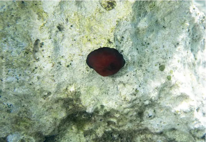 actinia_equina_horseactinie2zu