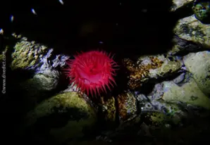 Beadlet anemone