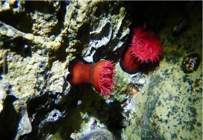 divedict_foto_picture_biolexicon_Mediterranean_cnidarie_actinia_equina_horseactinie_Croatia_Spain_Italy_Greece_France_diving