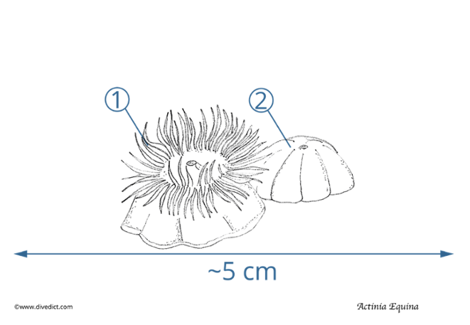 illustration_actinia_equina_divedict_biolexicon