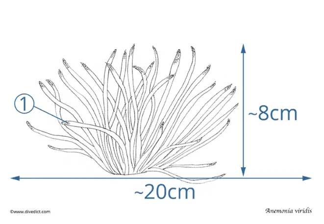 anemonia_viridis_wax rose_divedict_diving_diving_mediterranean_mediterranean